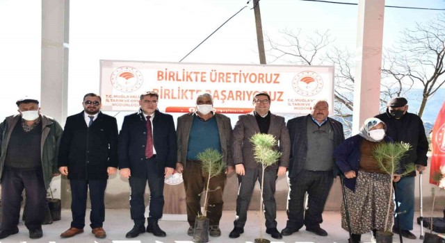 Bin adet çam fıstığı dağıtıldı