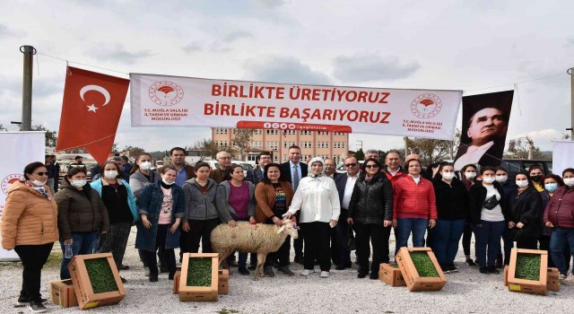 Bodrum ve Milasta 70 kadın üreticiye 700 koyun