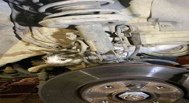 Fethiyede otomobilin motoruna sıkışan kediyi itfaiye kurtardı
