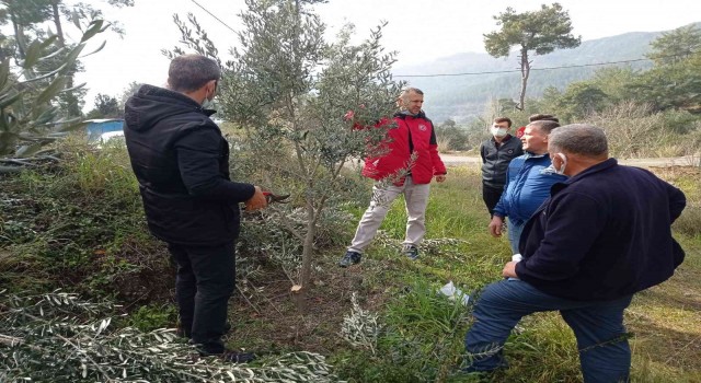 Köyceğizde zeytin üreticilerine uygulamalı budama eğitimi verildi