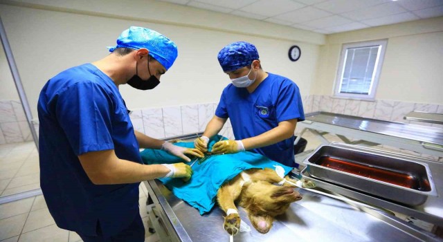 26 Bin 529 hayvanı tedavi edildi