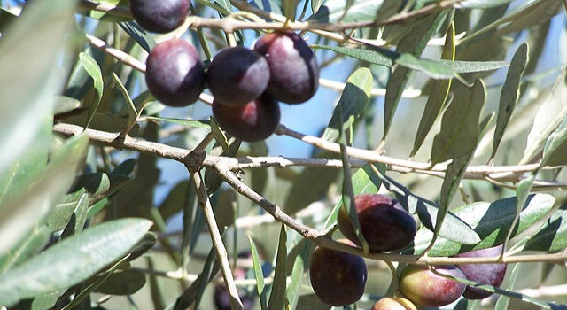 Mülkiyeti belediyeye ait dalında zeytin satışı yapılacaktır