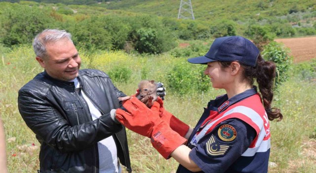 Arazide Çakal yavrusu buldu, jandarmaya teslim etti