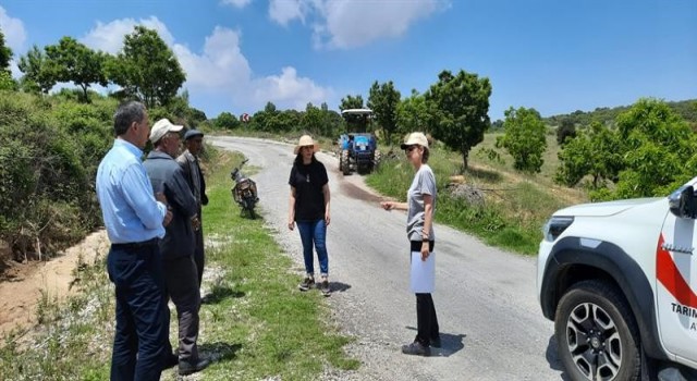 Aydında kestane gal arısı ile mücadele çalışmaları sürüyor