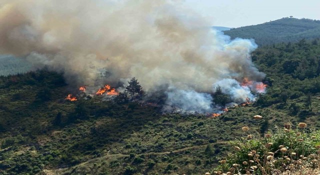 Balıkesirde orman yangını
