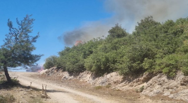 Osmaniye Hasanbeylide orman yangını