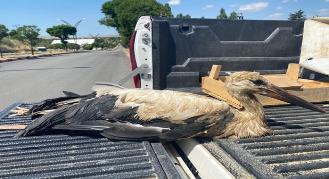Vanda yaralı kuşlar tedavi altına alındı