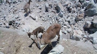 Dağ keçileri sürekli izleniyor