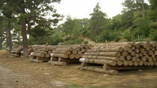 Orman emvali istifleme hizmeti alınacaktır