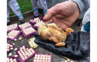  Marmaris’te çöpe atılmış yumurtadan yeni çıkan 60 civciv kurtarıldı'
