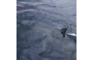 Marmaris açıklarında köpekbalığı şaşkınlık yarattı