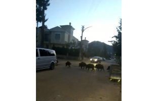 Marmaris'te  domuz sürüsü şehir merkezine indi